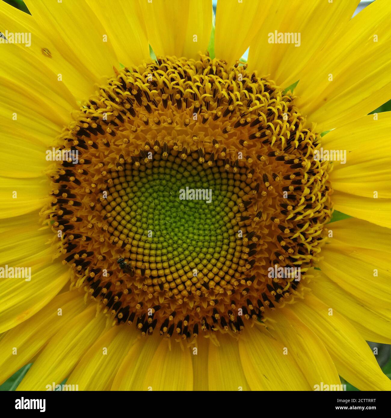 Un primo piano macro-selettivo di un girasole con bellissimo motivo e petali gialli Foto Stock