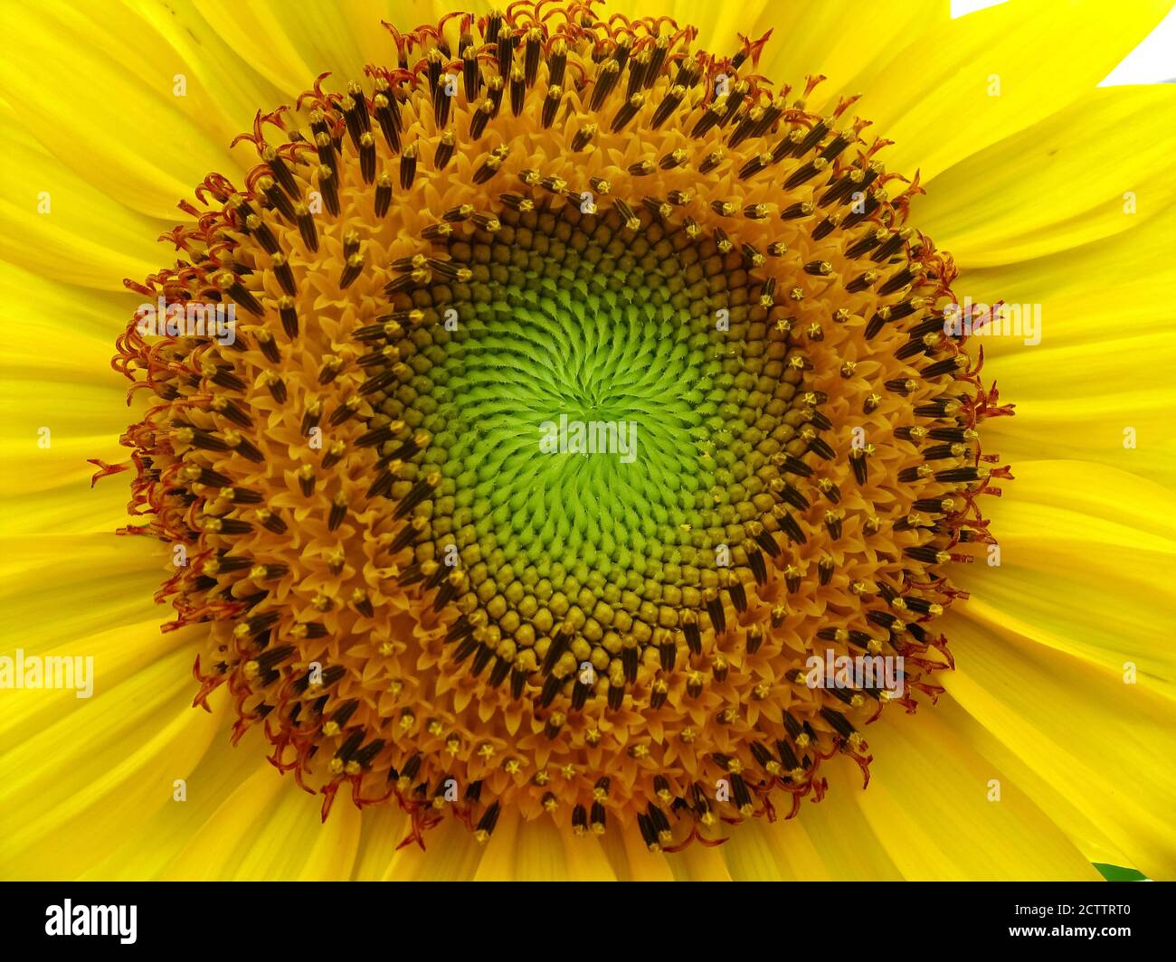 Un primo piano macro-selettivo di un girasole con bellissimo motivo e petali gialli Foto Stock