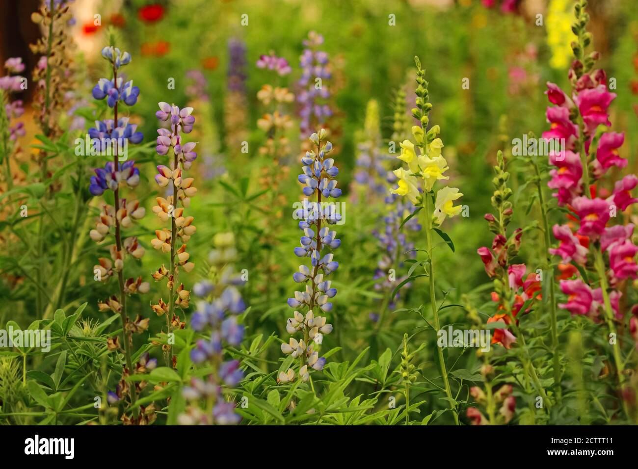 Un'immagine a fuoco selettivo di un fiore dai colori vivaci e sfocare lo sfondo Foto Stock