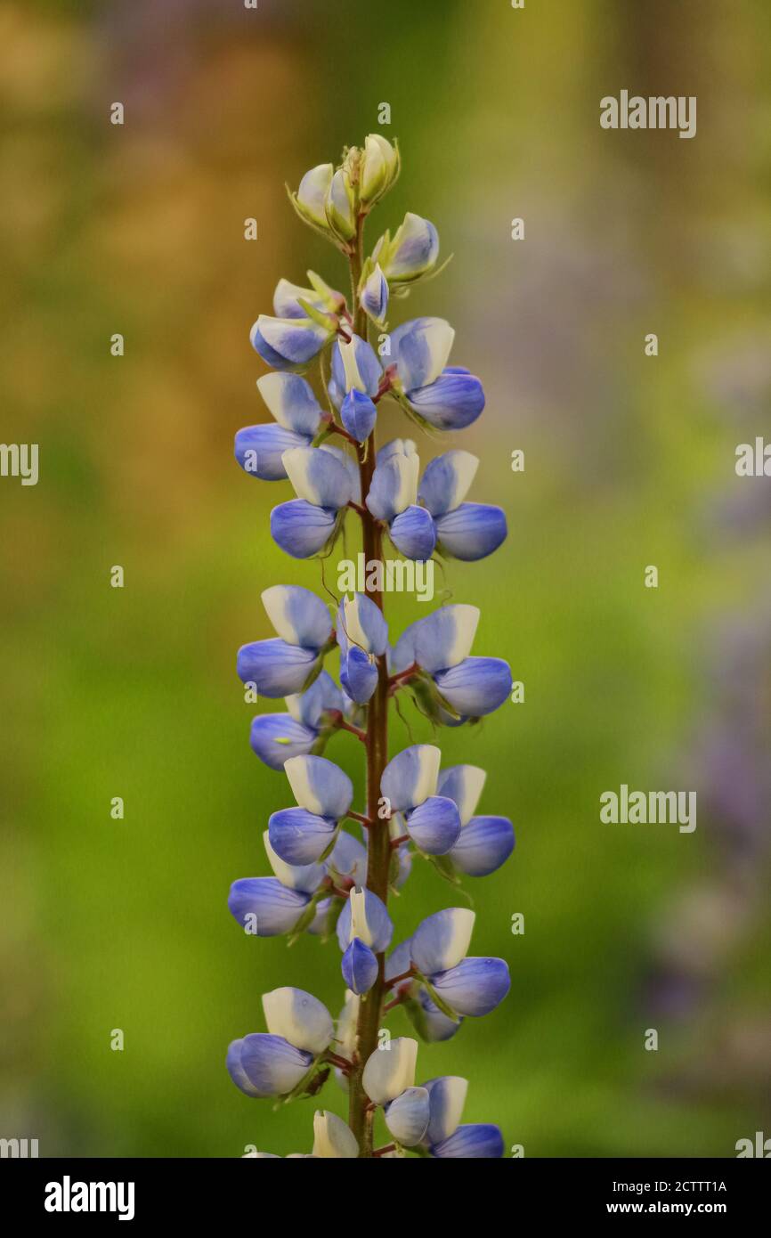 Un'immagine macro closeup gamma dinamica alta di un fiore colori vivaci e sfocatura dello sfondo in condizioni di scarsa illuminazione Foto Stock