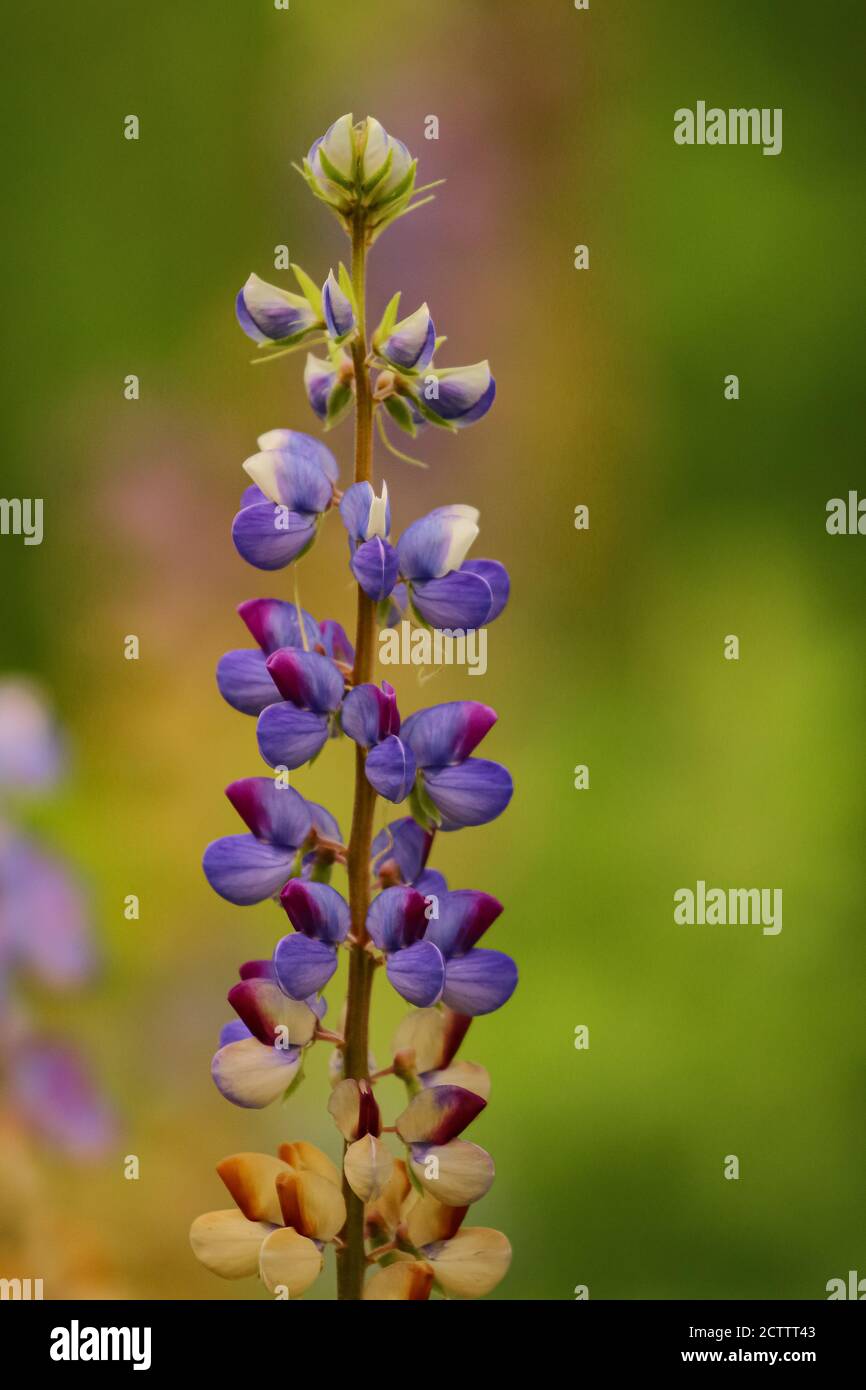 Un'immagine macro closeup gamma dinamica alta di un fiore colori vivaci e sfocatura dello sfondo in condizioni di scarsa illuminazione Foto Stock