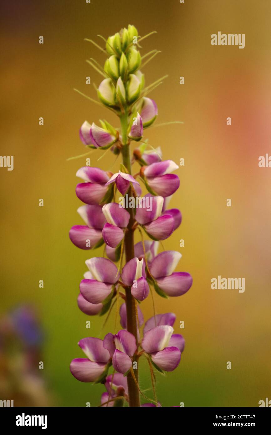 Un'immagine macro closeup gamma dinamica alta di un fiore colori vivaci e sfocatura dello sfondo in condizioni di scarsa illuminazione Foto Stock