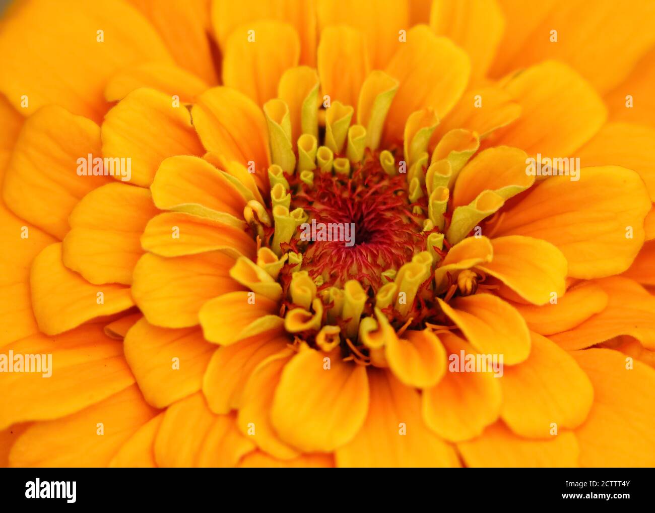 Macro immagine di un fiore di zinnia giallo con vibrante e. colori brillanti Foto Stock