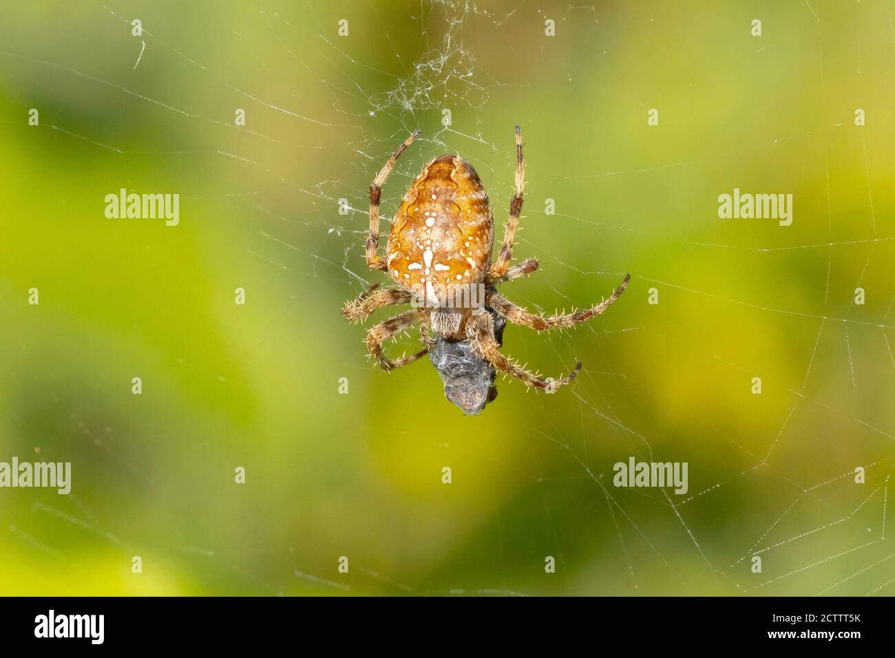 Primo piano di un ragno a croce, araneus diadematus, mangiando una preda catturata in una rete. Foto Stock