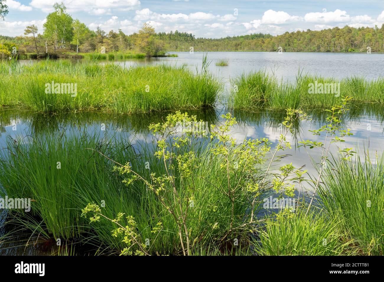 Lago di Schoenramer Bog rinaturato in primavera, comune di Traunstein, alta Baviera Foto Stock