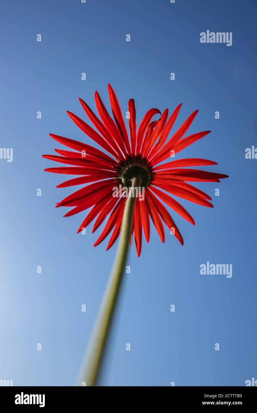 Un'immagine macro di chiusura astratta di una Gerbera rossa preso dal lato posteriore del fiore Foto Stock