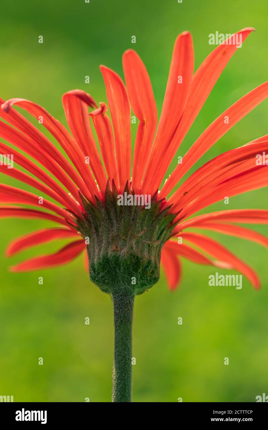 Un'immagine macro di chiusura astratta di una Gerbera rossa preso dal lato posteriore del fiore Foto Stock