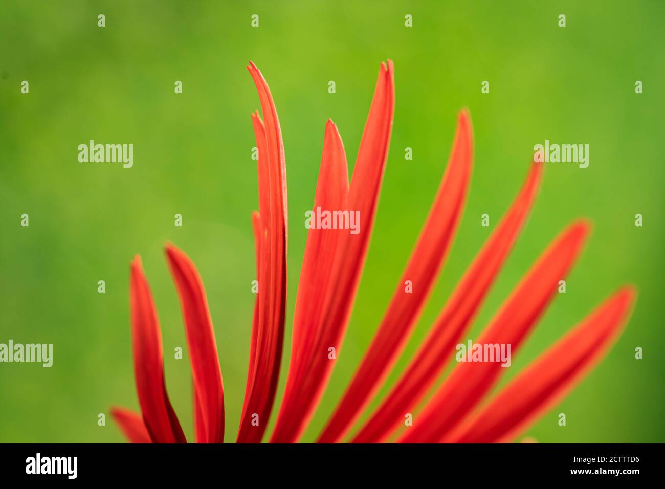 Un'immagine di primo piano di un fuoco selettivo astratto di colore rosso Gerbera petali su sfondo verde Foto Stock