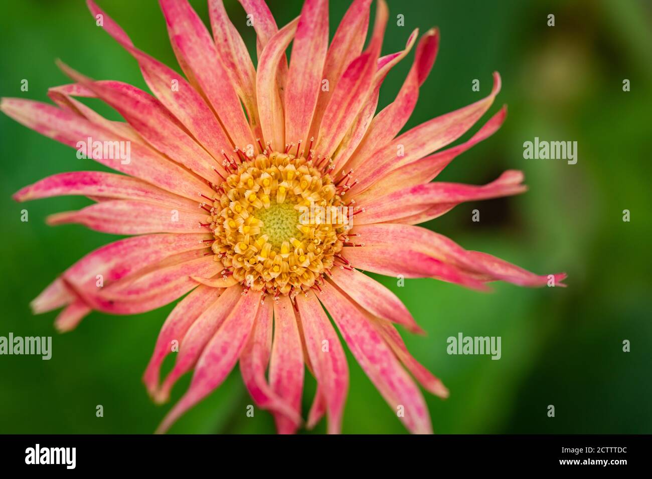 Un'immagine di fuoco selettivo di un fiore rosa con il verde sfocatura dello sfondo Foto Stock