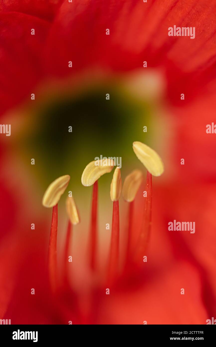 Messa a fuoco selettiva immagine macro dello stampo del fiore rosso di giglio Foto Stock