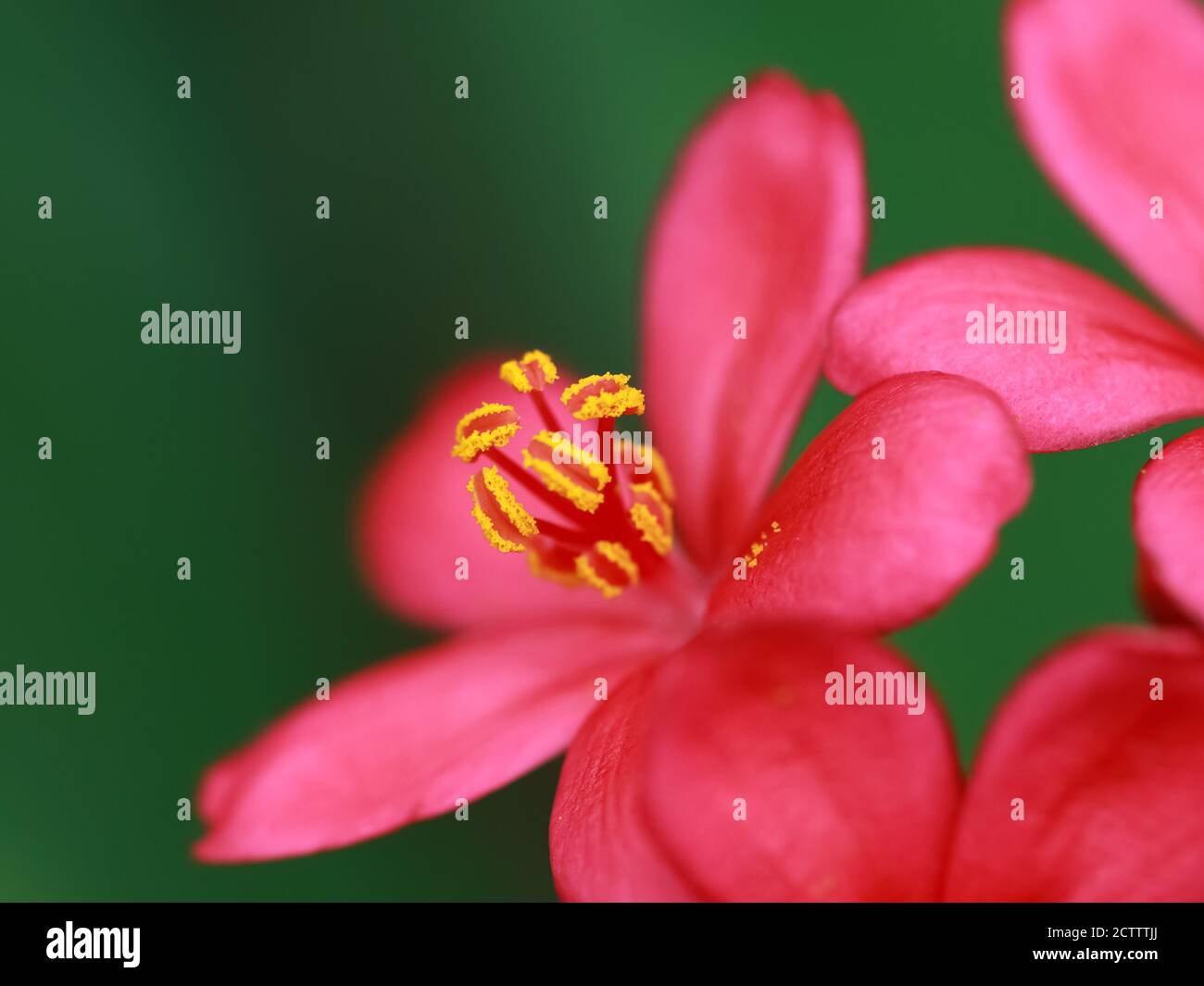 Macro immagine di un bel fiore rosso con polline giallo caduto su petali e sfocatura sfondo Foto Stock