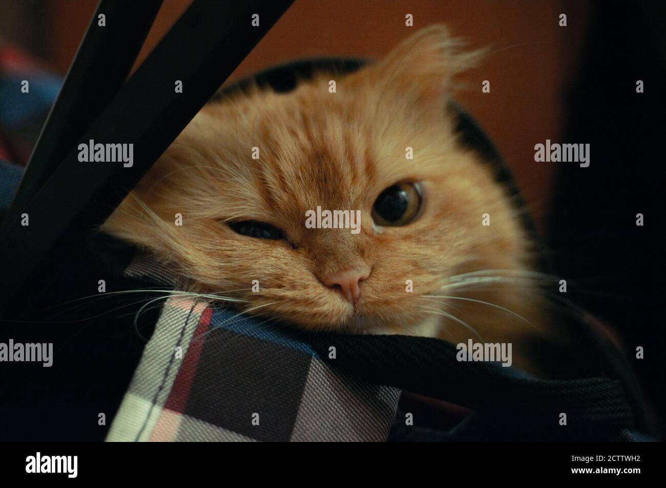 Primo piano di giocare gatto guardando una macchina fotografica mentre seduto in uno zaino Foto Stock