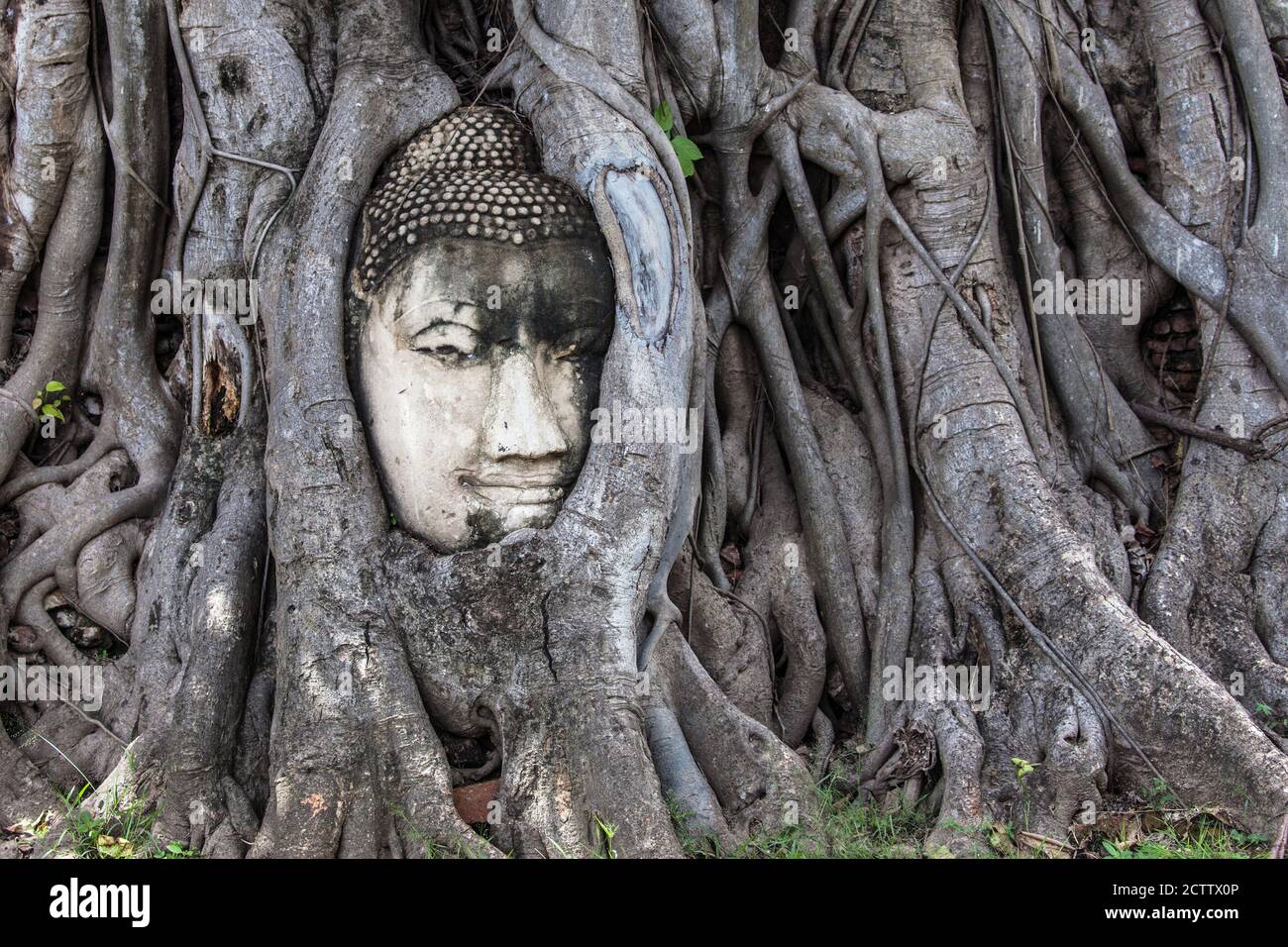 Testa di Buddha incastonata in un albero baniano a Wat Mahathat, Ayutthaya, Thailandia. Foto Stock