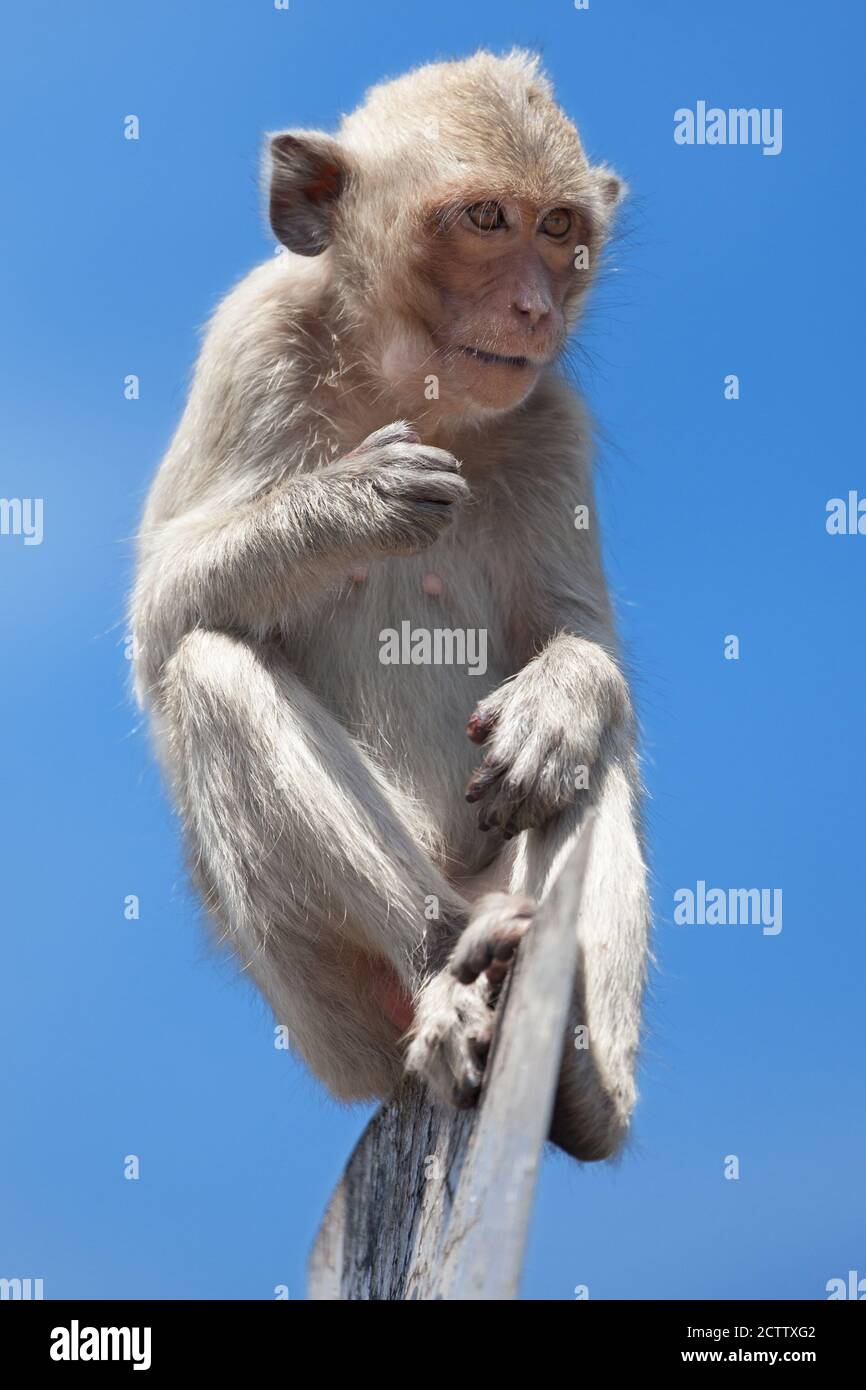 Macachi mangiatori di granchi oltre un segno posto a Prang Sam Yod tempio in Lopburi, Thailandia. Foto Stock