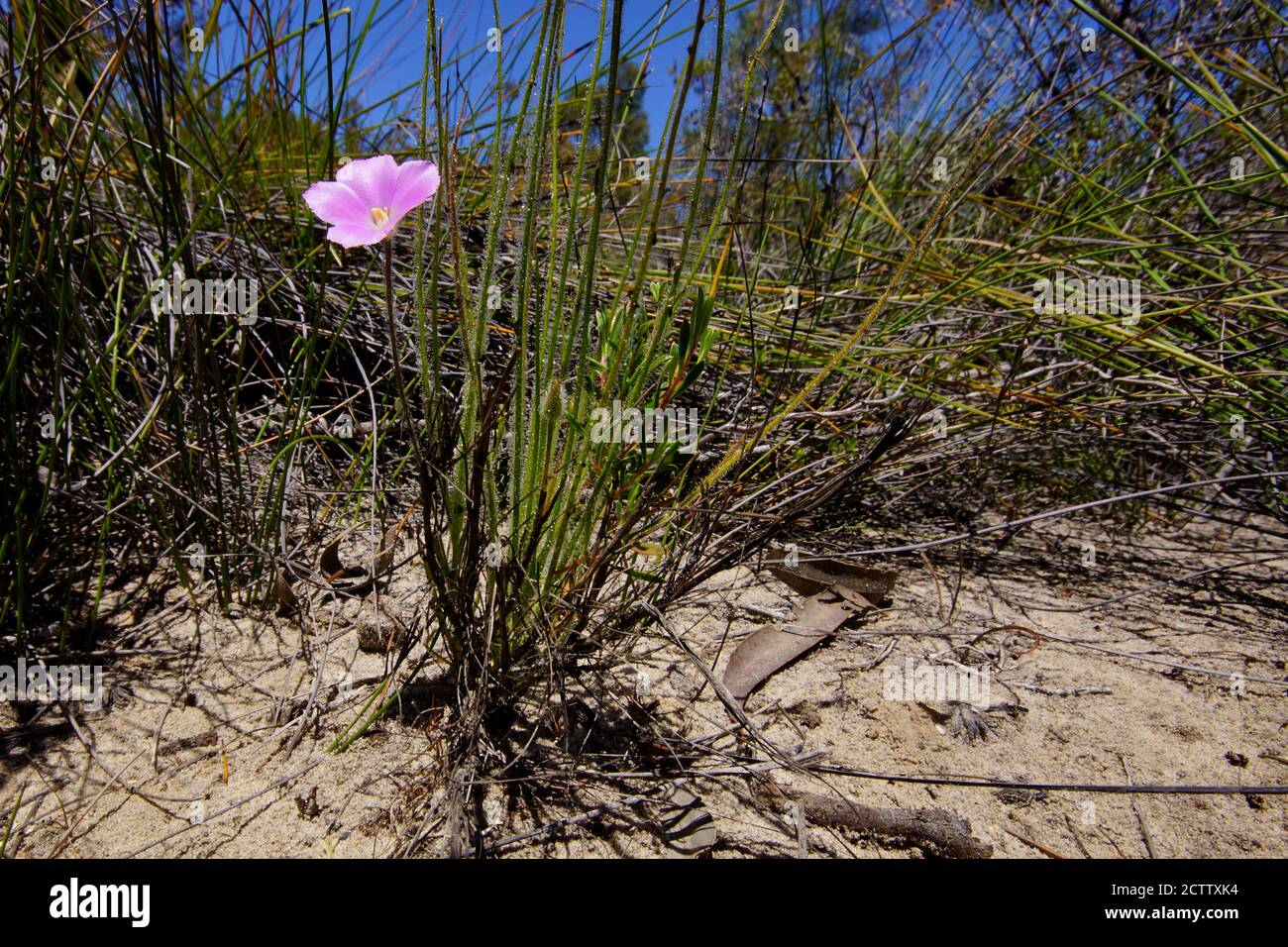 Pianta fiorente di Byblis gigantea, la pianta arcobaleno gigante, nell'Australia Occidentale Foto Stock