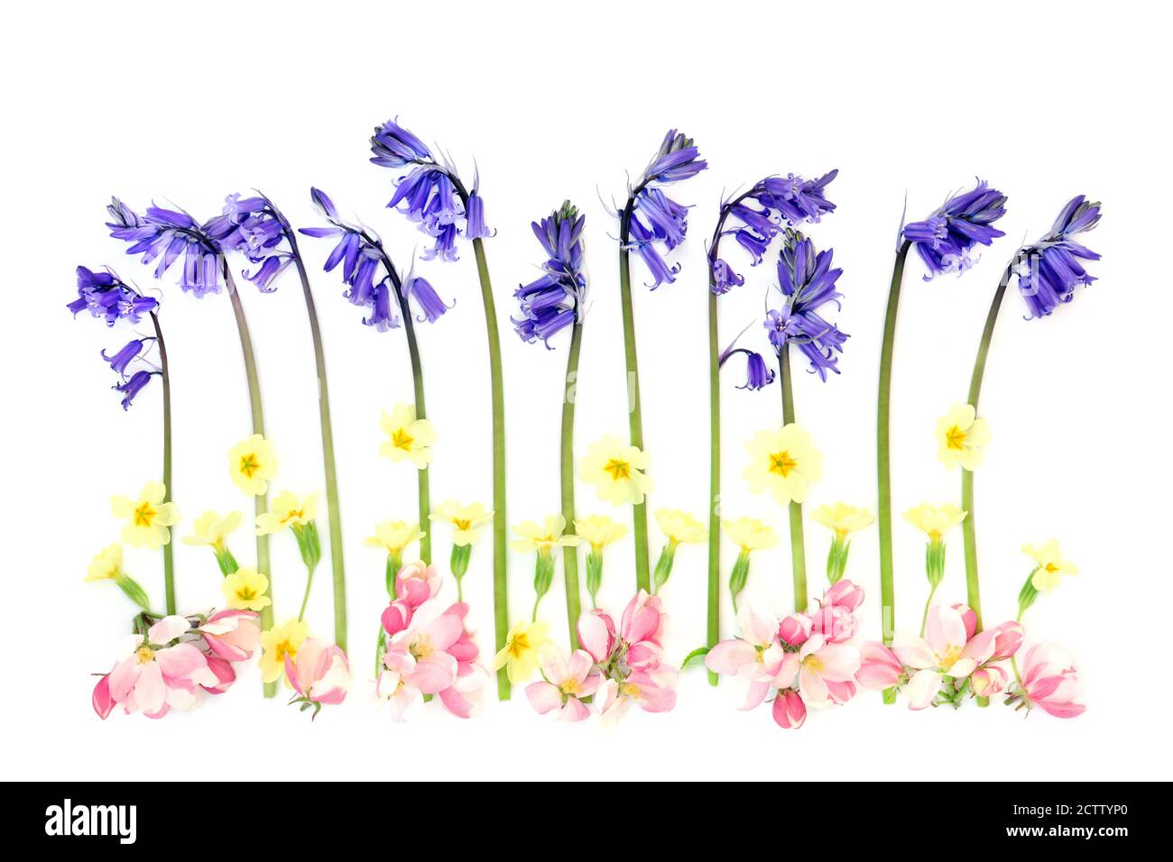 Composizione astratta di fiori selvatici primaverili con fiori di mela, bluebells e primrose in una linea su sfondo bianco. Foto Stock