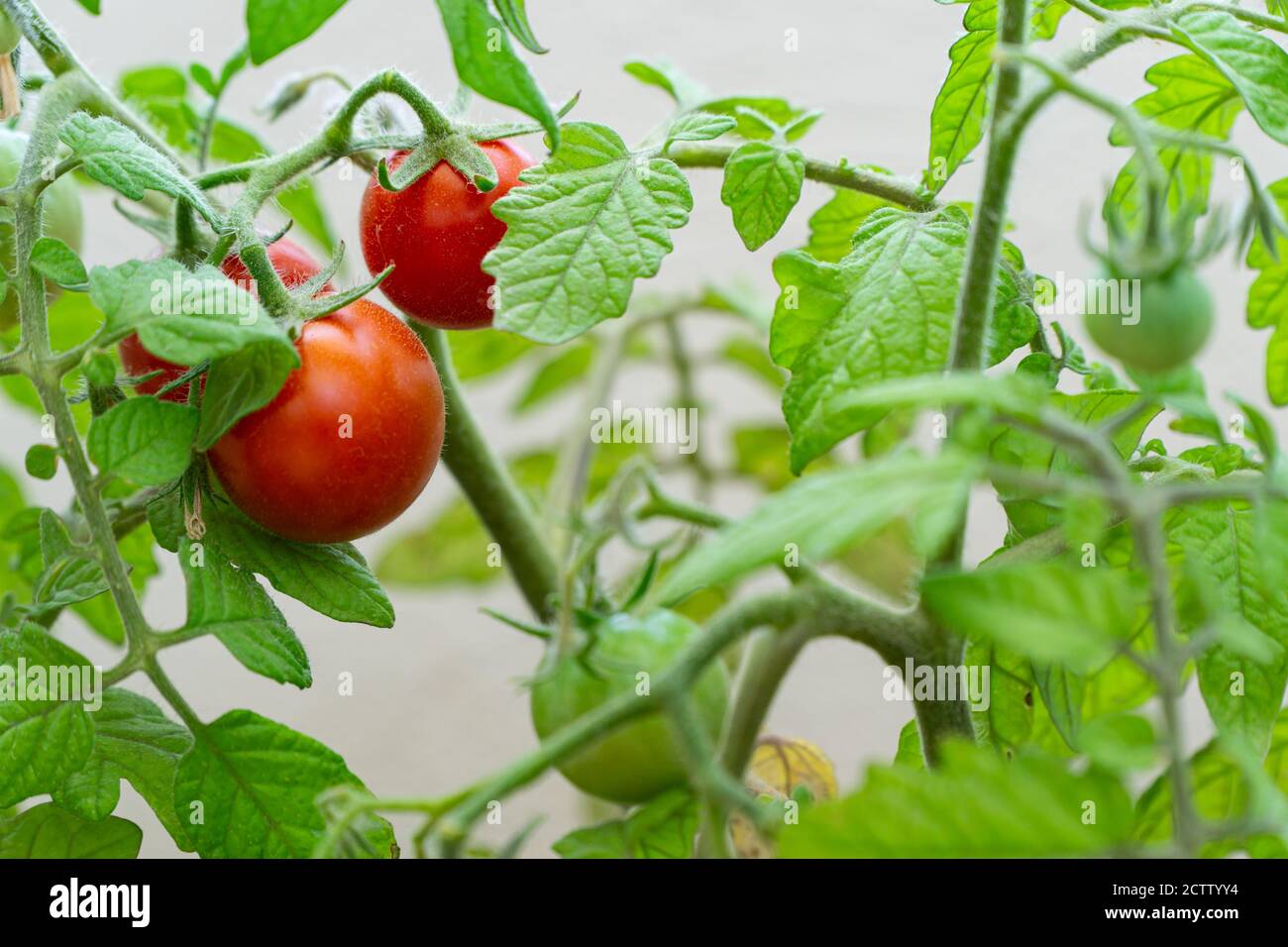 Pomodori maturi e non maturi nel giardino domestico Foto Stock