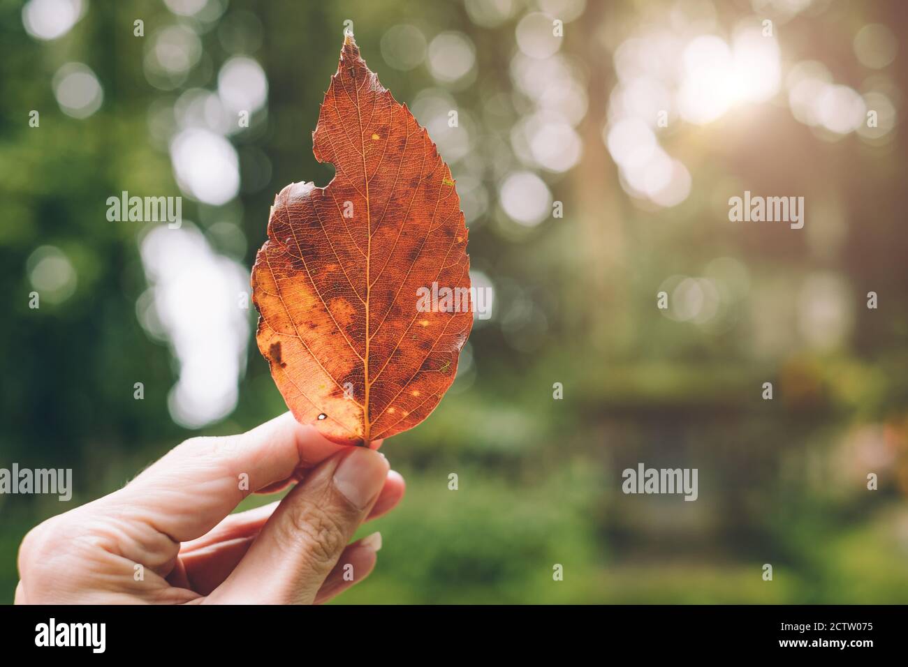 mano maschio che tiene la foglia asciutta con spazio verde sfocato per ecologia natura diversità testo articolo. Foto Stock