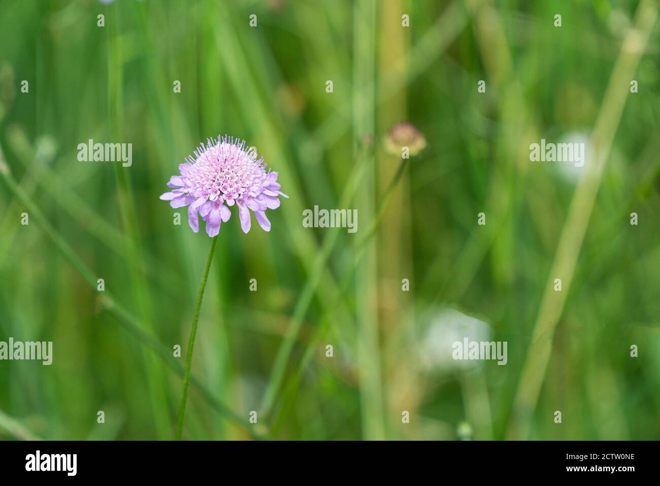 Fiore dolce Scabious in fiore Foto Stock