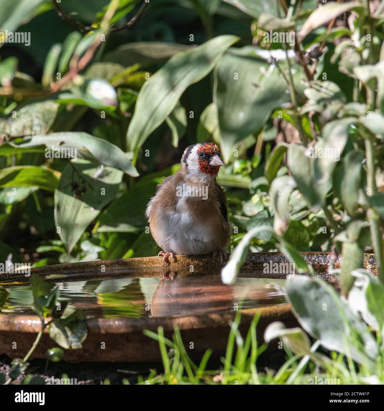Un Goldfinch adulto che si cova su un piatto in attesa di bere Acqua in un Giardino in Alsazia Cheshire Inghilterra Regno Unito REGNO UNITO Foto Stock