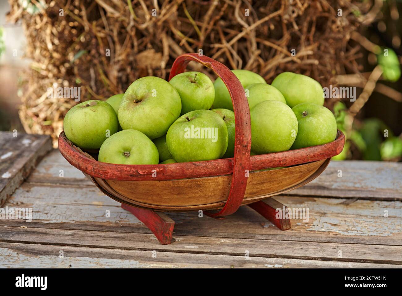 Trug Sussex vintage pieno di mele Bramley verdi raccolte durante Autunno Foto Stock