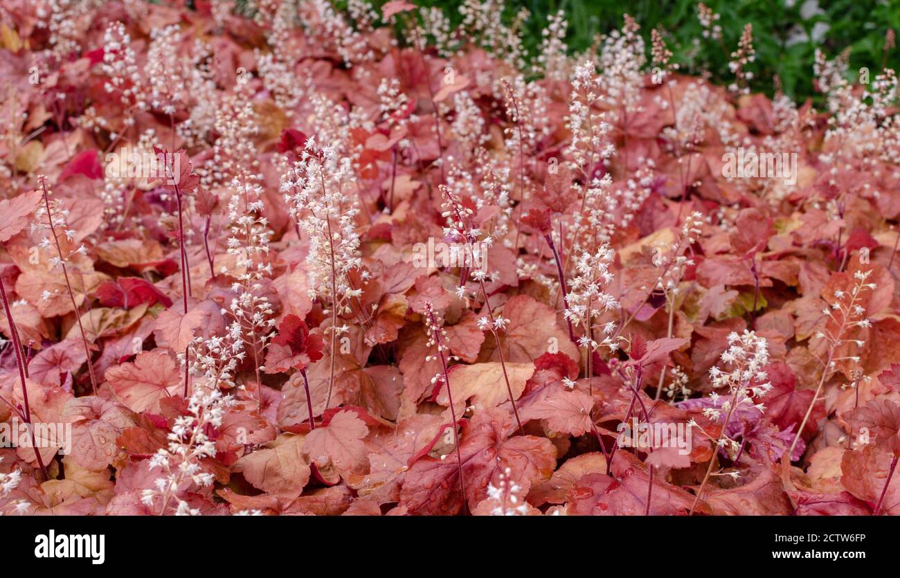 Heuchera 'foglie d'autunno' in estate. Heuchera in fiore. Foto Stock