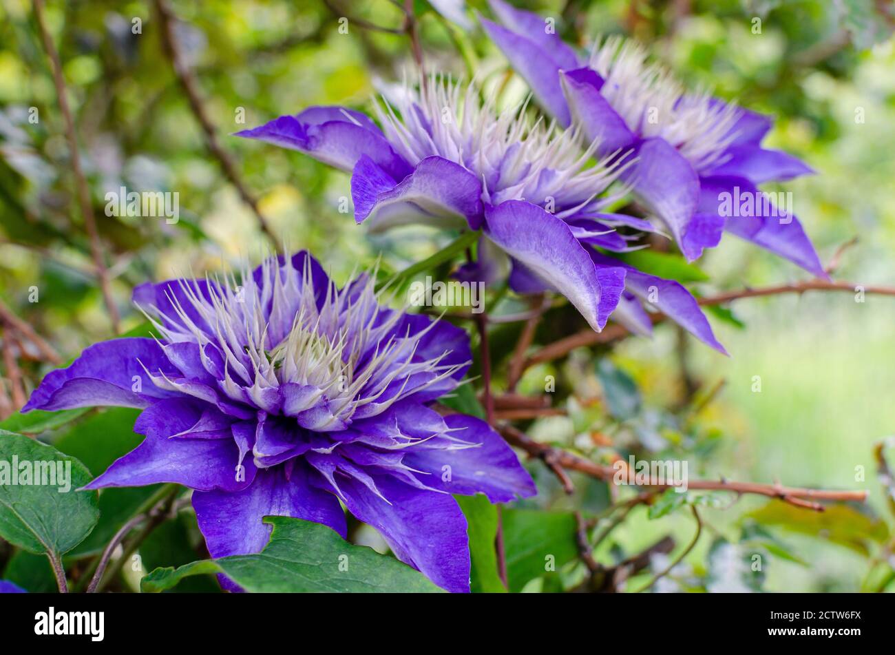 Tre bellissimi fiori grandi di Clematis 'Multi Blue'. Foto Stock