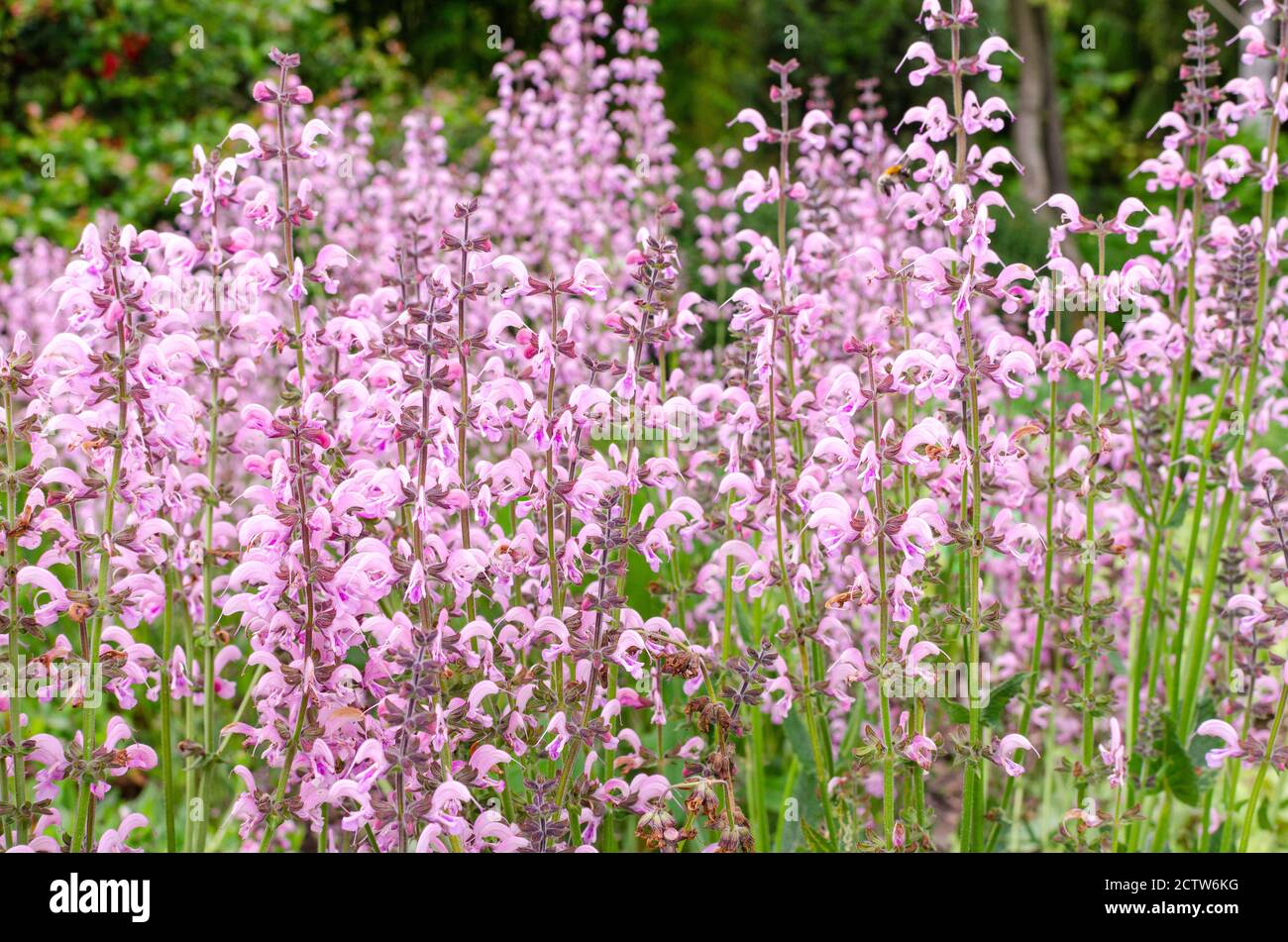 Salwia 'Eveline' fiorente rosa in estate. Giardino botanico in Polonia. Foto Stock