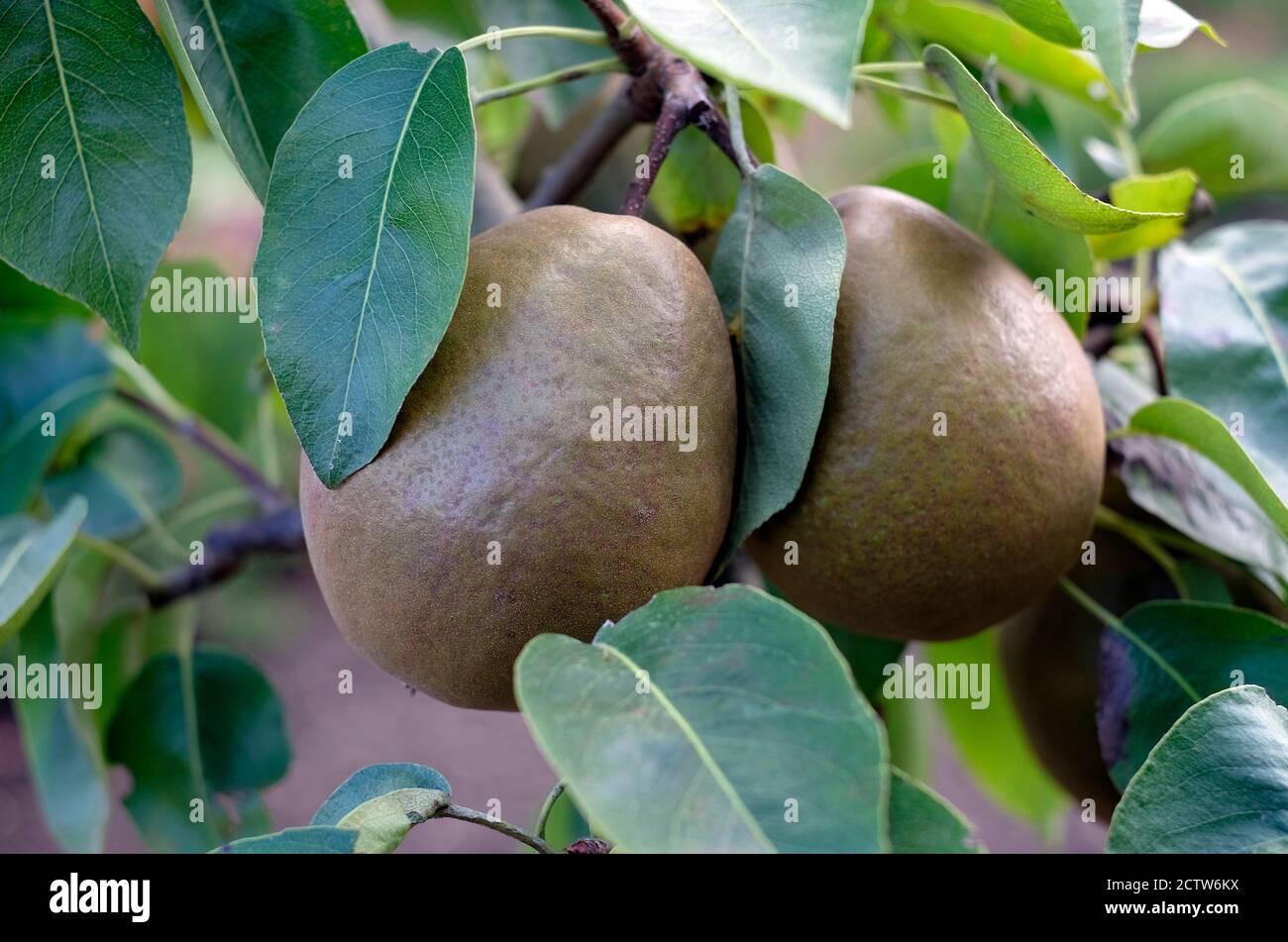 black worcester pere su albero in un giardino inglese, norfolk, inghilterra Foto Stock