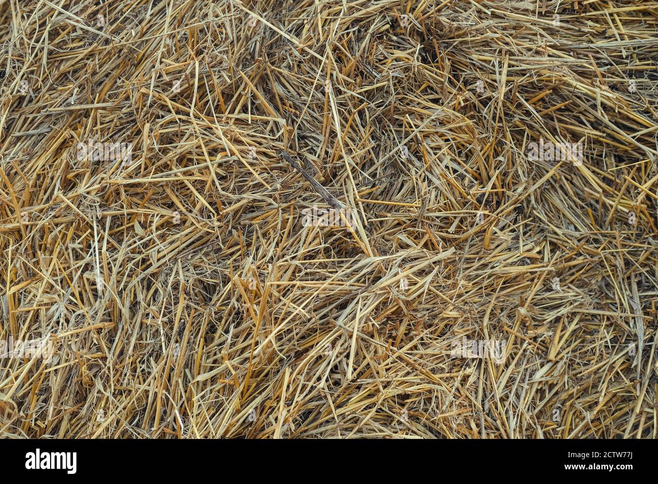 Sfondo di fienate essiccato. Colore giallo dorato secco consistenza paglierino. Foraggio per bestiame. Foto Stock