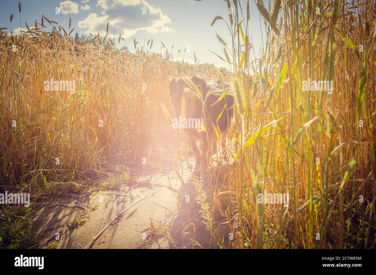 Il pastore tedesco esce con un campo di grano nei raggi del sole. Foto Stock