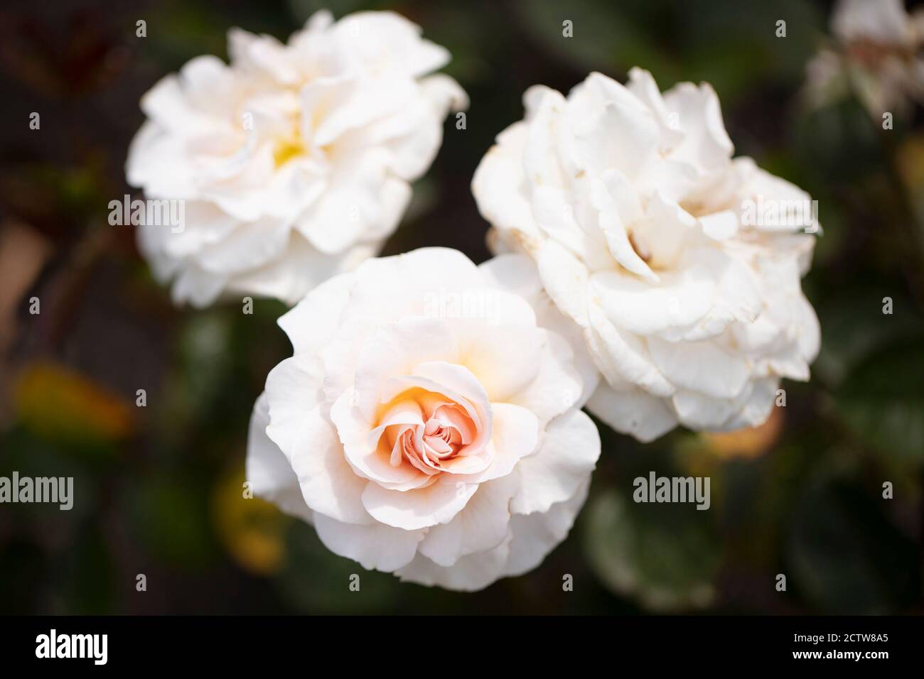 Rosa chiaro o rosa cremoso Dame Cath floribunda rose con profumo delicato. Foto Stock