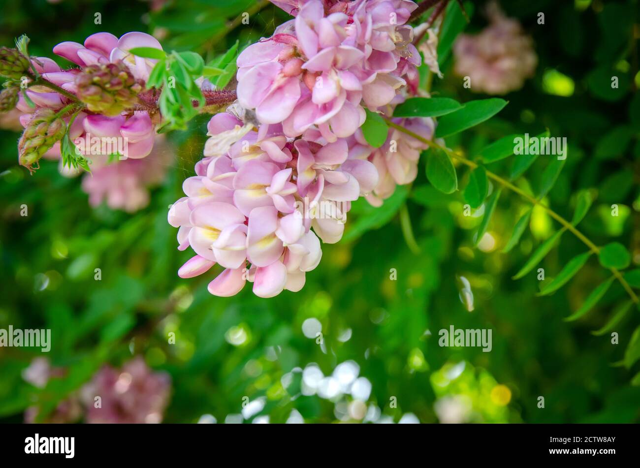 Bella rosa acacia Robinia hispida fiori su uno sfondo di foglie verdi in un giorno di sole. Splendido sfondo con fiori Foto Stock