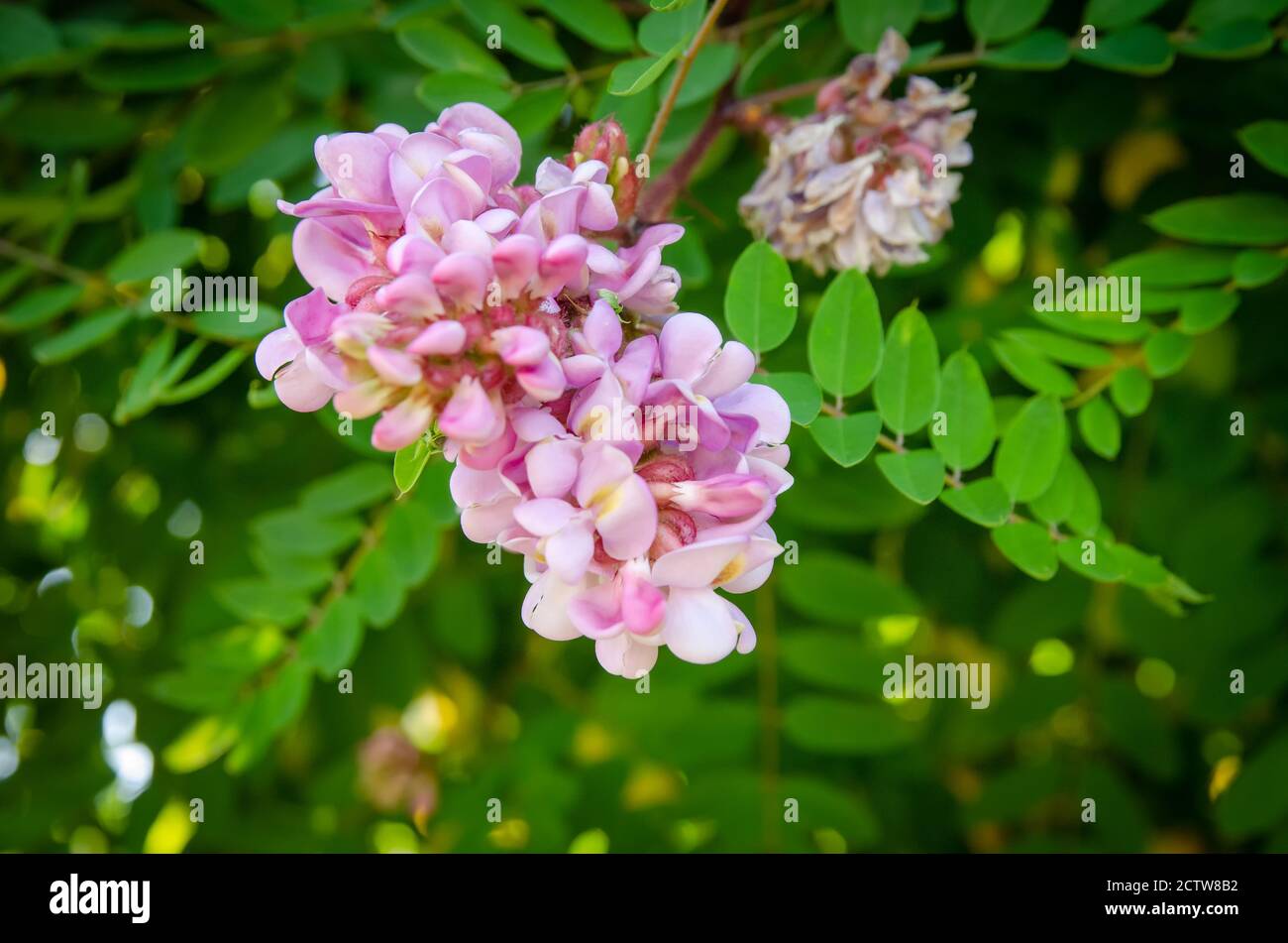Bella rosa acacia Robinia hispida fiori su uno sfondo di foglie verdi in un giorno di sole. Splendido sfondo con fiori Foto Stock