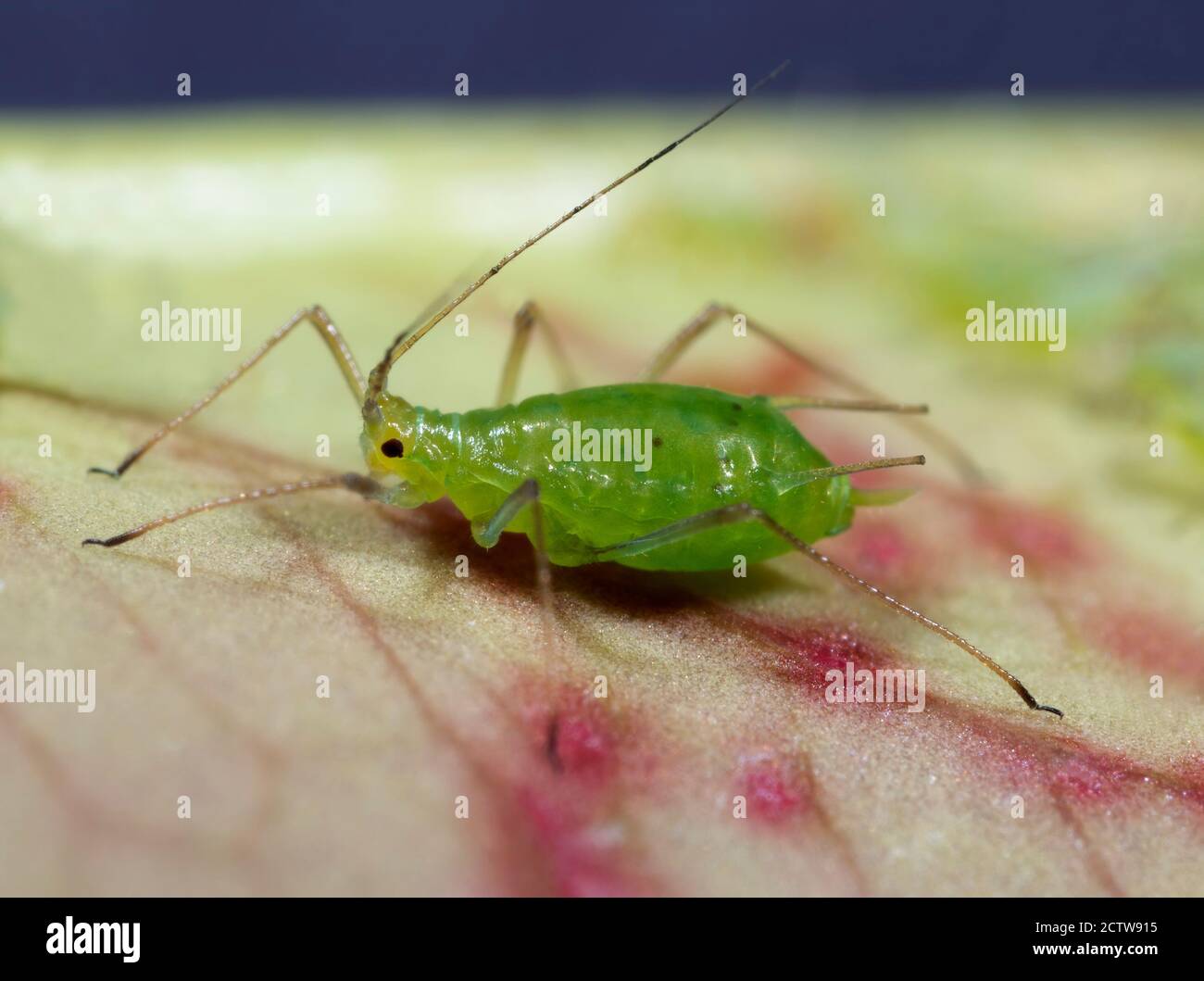 Green aphid, Greenfly (Aphidoidea), Kent UK Foto Stock