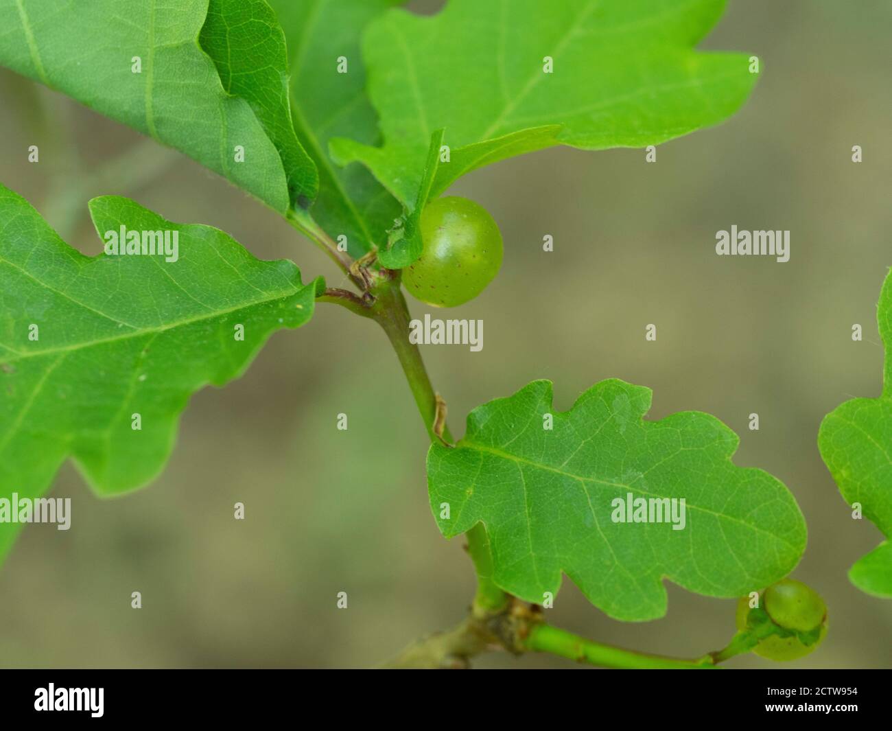 Sfere di marmo di quercia gall wasp (Andricus kollari) su ramoscello di quercia inglese (Quercus robur), Kent UK Foto Stock