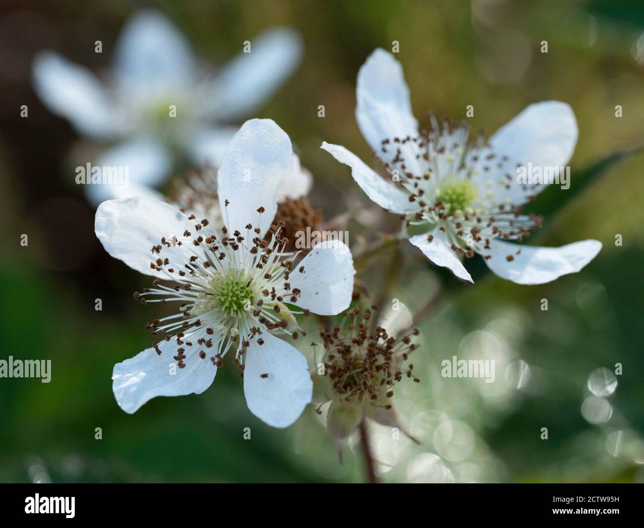 Bramble Flower Blossom (Rubus fruticosus), Blean Woodlands, Kent UK Foto Stock