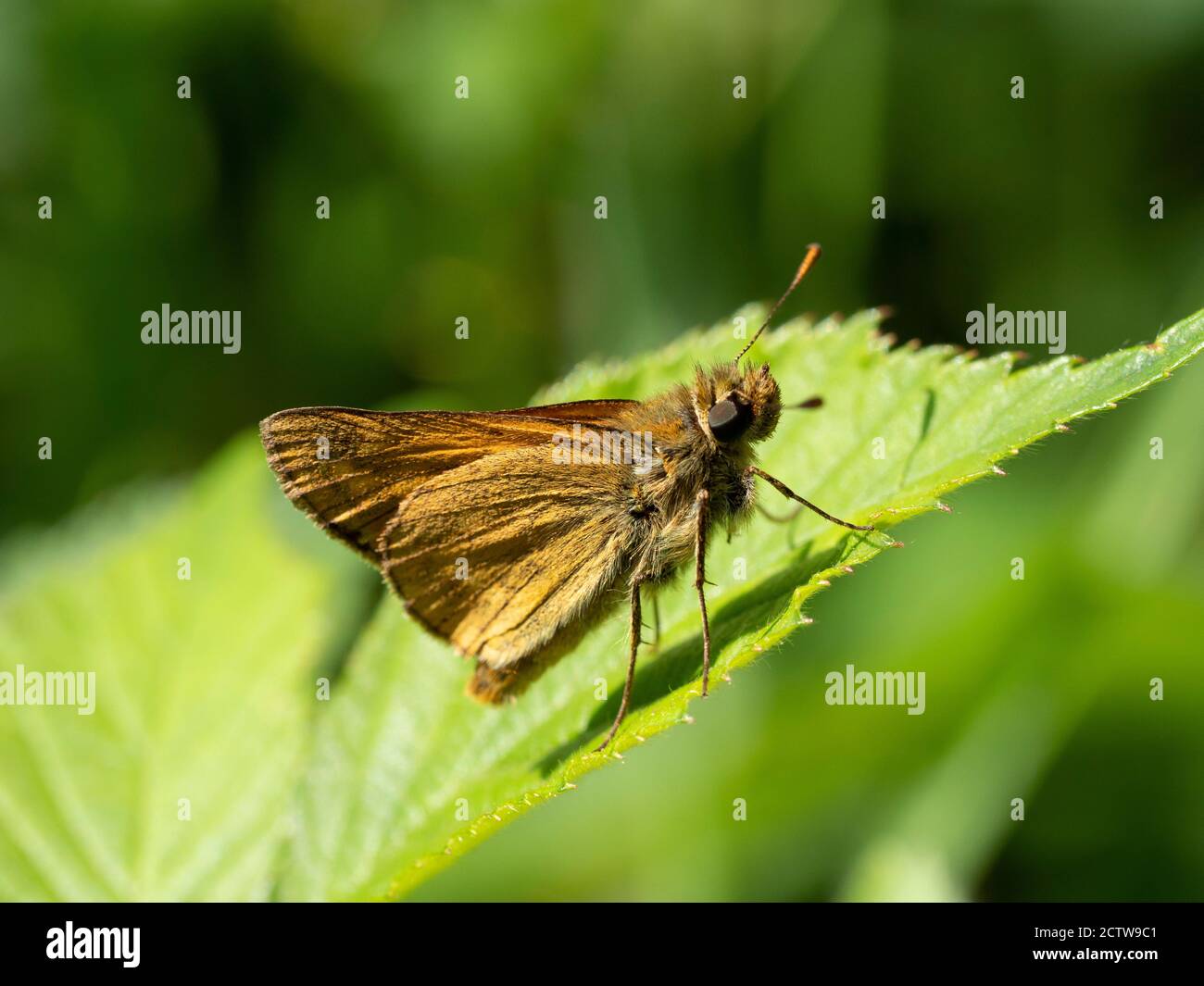 Piccola farfalla skipper (Thymelicus sylvestris), Blan Woodlands, Kent UK Foto Stock