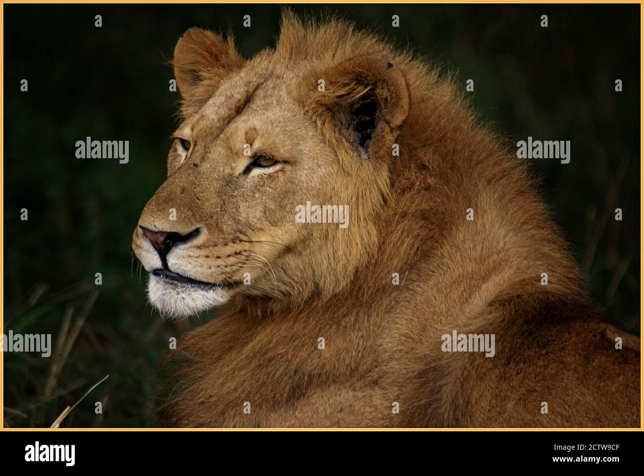 leone in ambiente naturale, sbadigli e bing pigro godendo la giornata Foto Stock