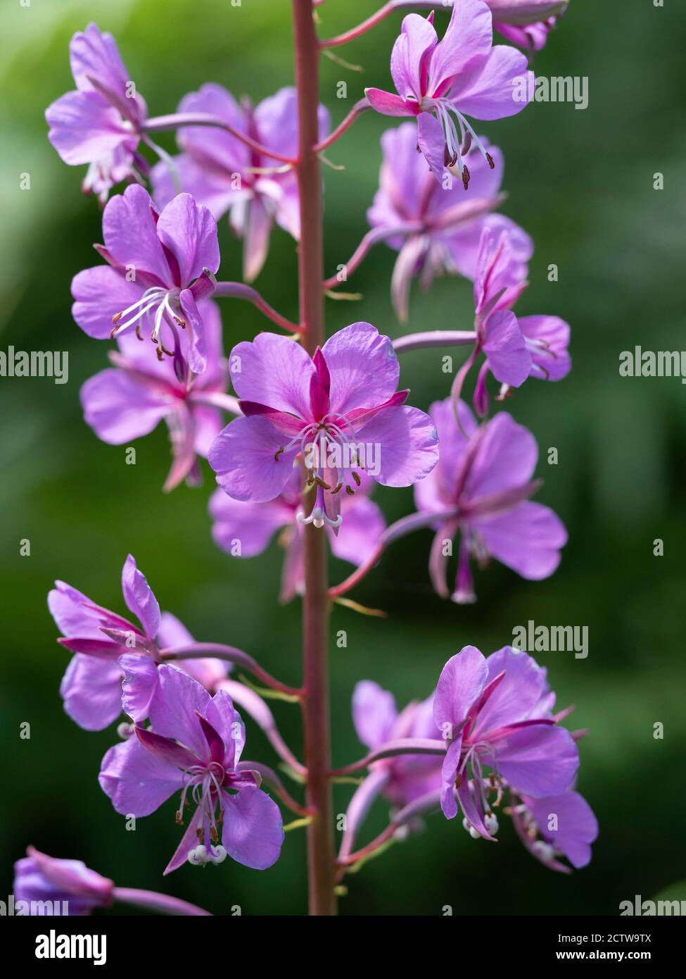 Rosebay willoweb (Epilobium angustifolium), Blan Woodlands, Kent UK Foto Stock