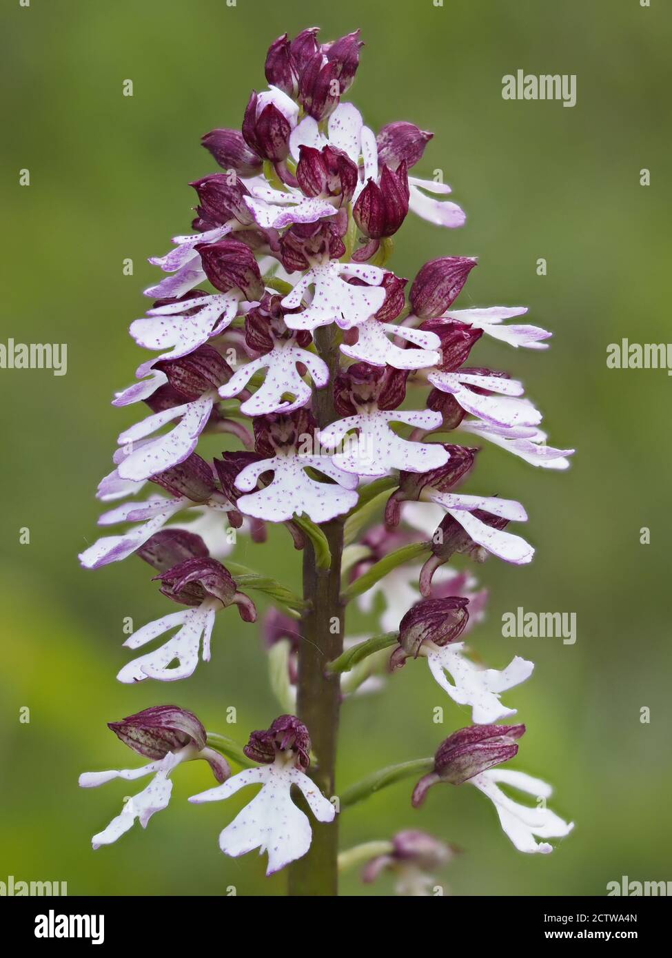 Lady Orchid (Orchis purea) in fiore, Dange Woods, Bonsai Bank, Kent, UK, immagine a fuoco sovrapposto Foto Stock