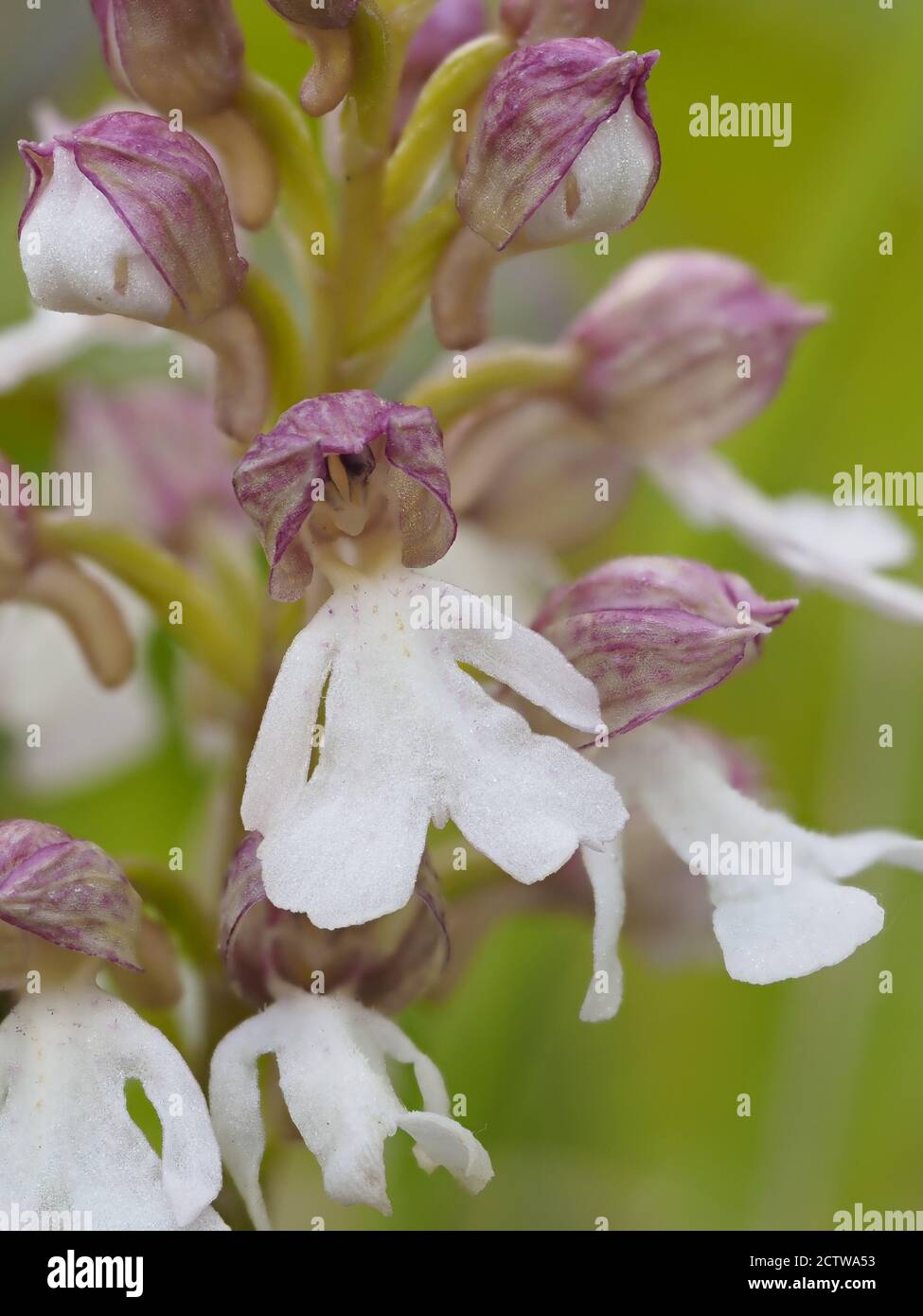 Lady Orchid (Orchis purea) forma di colore chiaro, in fiore, Dange Woods, Bonsai Bank, Kent, UK, immagine a fuoco sovrapposto Foto Stock