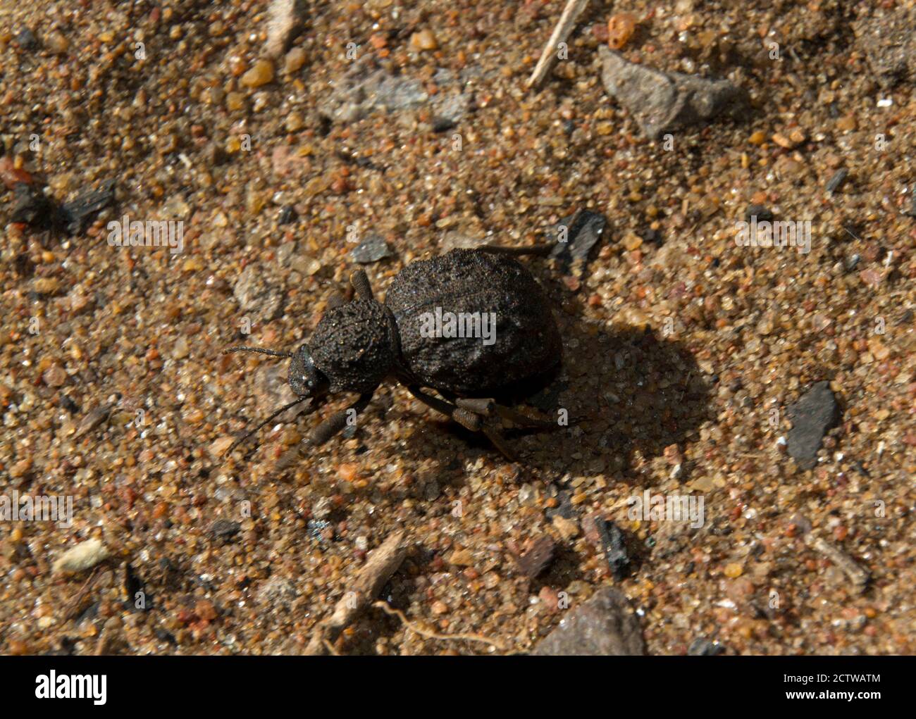 Tenebrionide di medie dimensioni, il Beetle Warty Darling è un scavenger terrestre di materiale vegetale e animale. Foto Stock