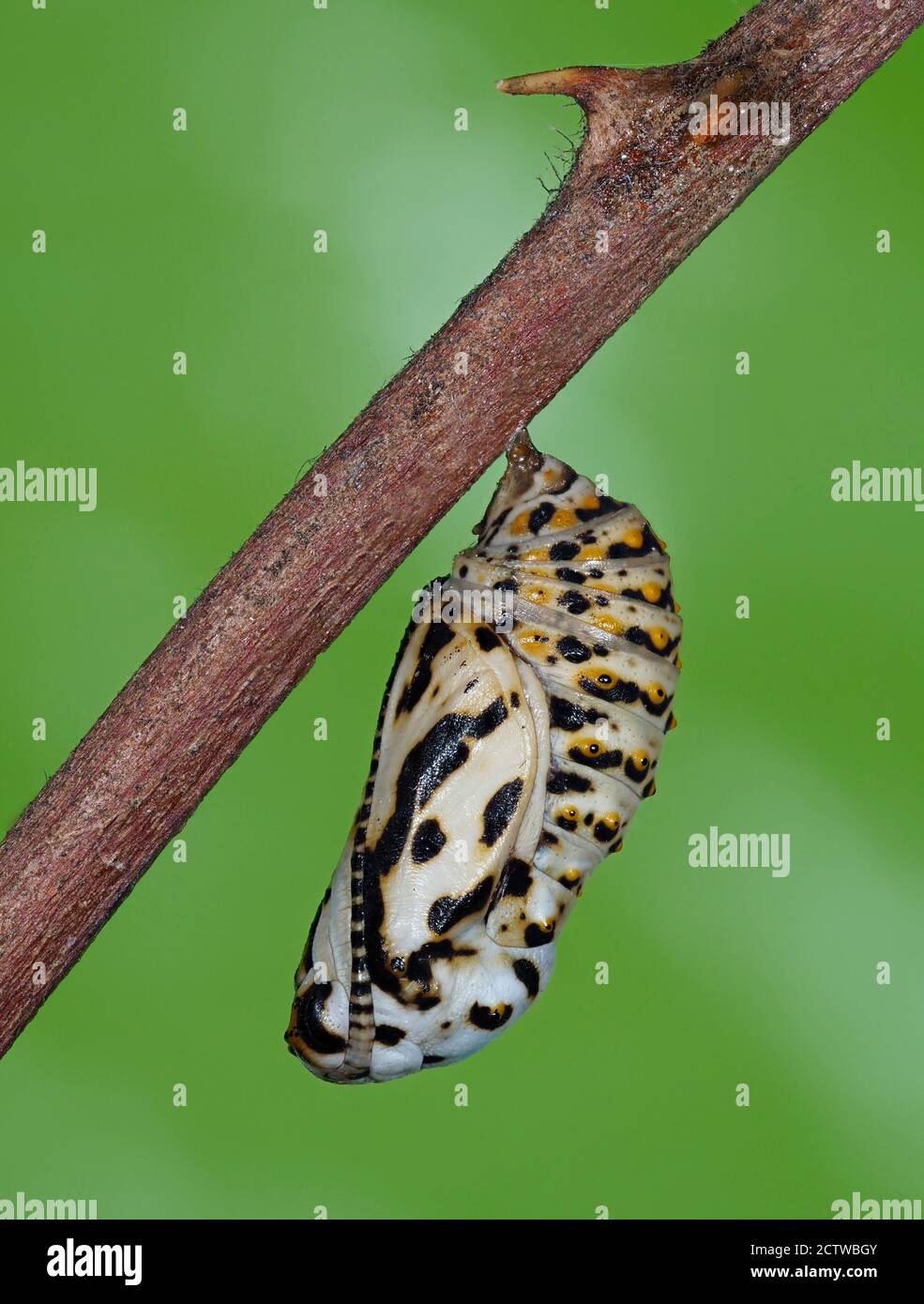 Pupa di Marsh Fritillary Butterfly (Euphidrayas aurinia), Kent UK, immagine messa a fuoco impilata Foto Stock