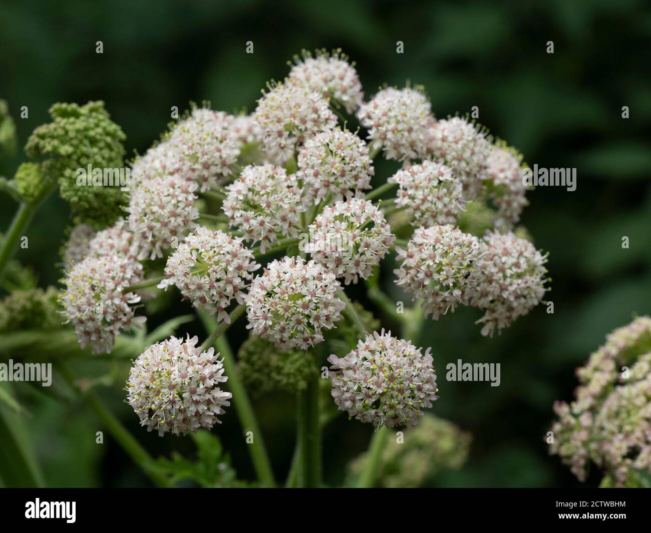 Hemlock Water dropwort (Oenanthe croccata) umbel, Fordwich, Kent UK Foto Stock
