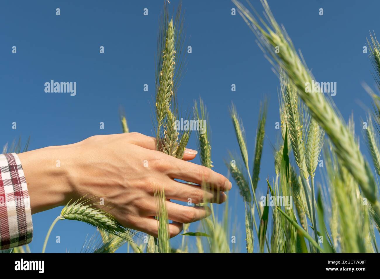 la mano della donna tocca gli spikelets verdi di segale contro primo piano cielo blu Foto Stock