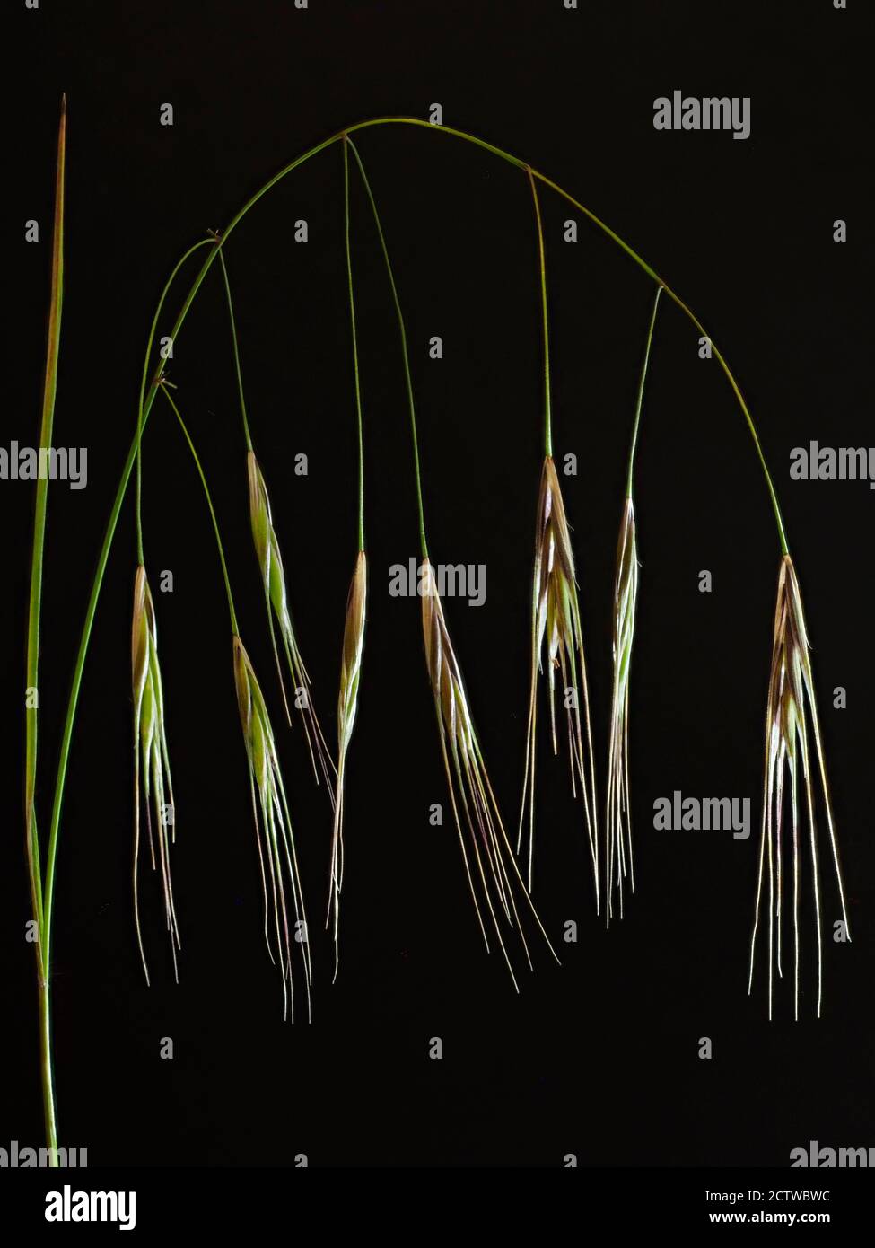 Barren bromo (Bromus sterilis) panicle unmaty nodding, Kent UK, Stacked Focus Image, sfondo nero Foto Stock