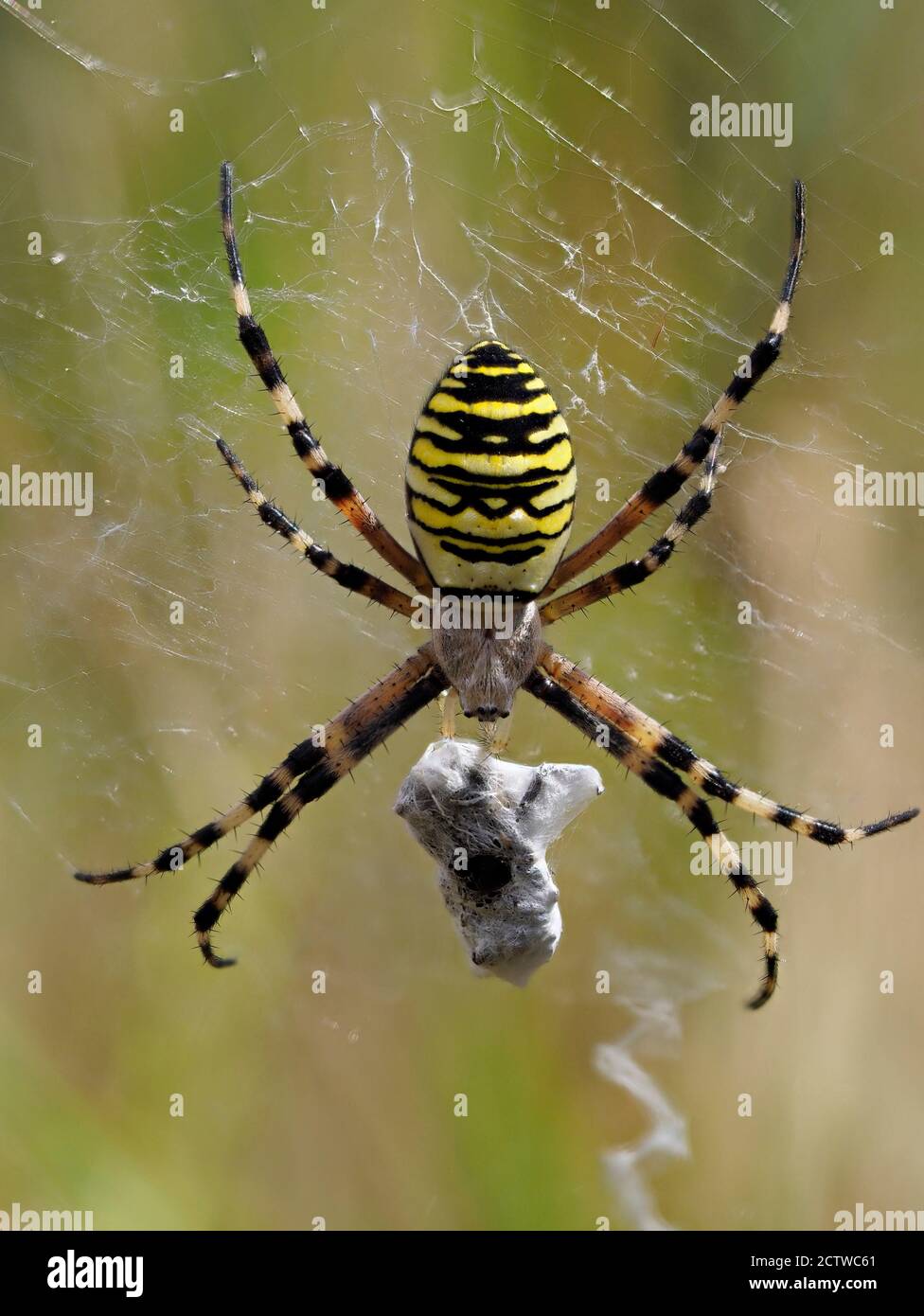 WASP Spider (Argiope bruenniche) su web con preda avvolta in seta, Kent, UK, Stacked Focus Image Foto Stock