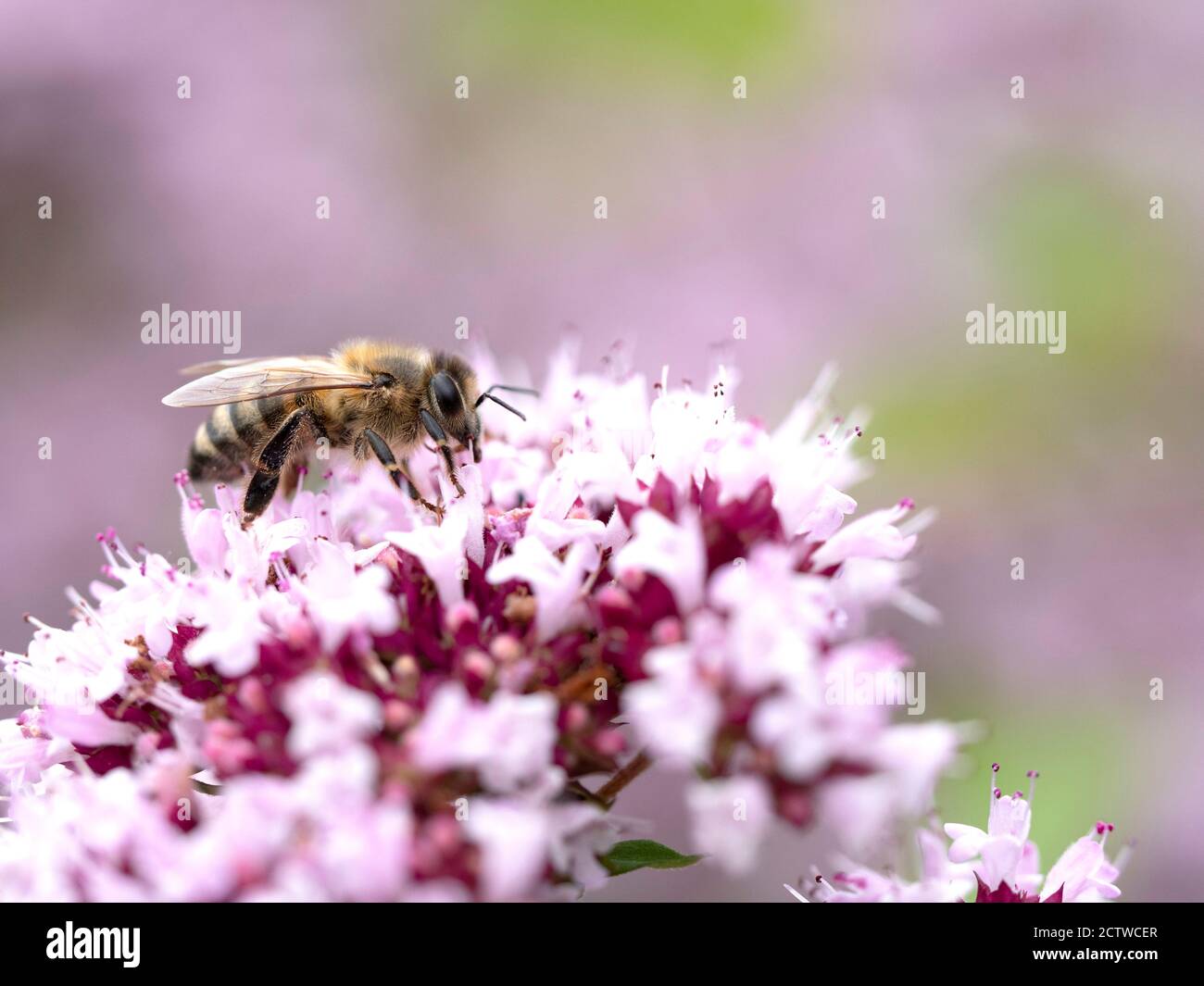 Miele ape (Apis mellifera) nectaring su Wild Thyme (Thymus serphyllum) fiore, Kent UK Foto Stock