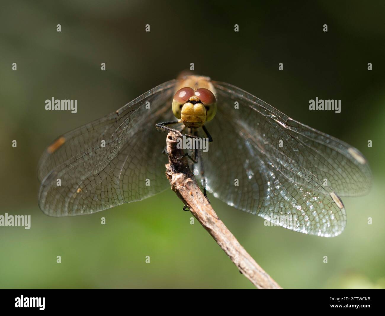 Dragonfly comune di Darter (Sympetrum striolatum), Kent UK, testa a riposo Foto Stock